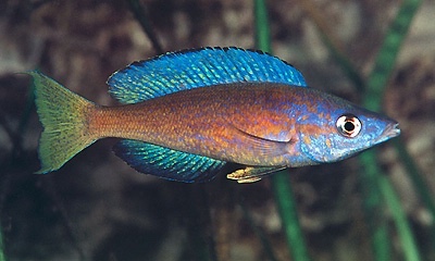 Cyprichromis microlepidotus 'Magara'
